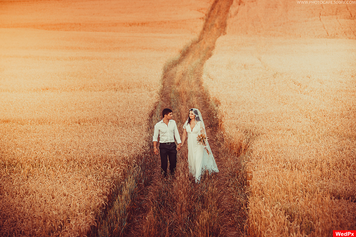 Wedding walk in a field of wheat