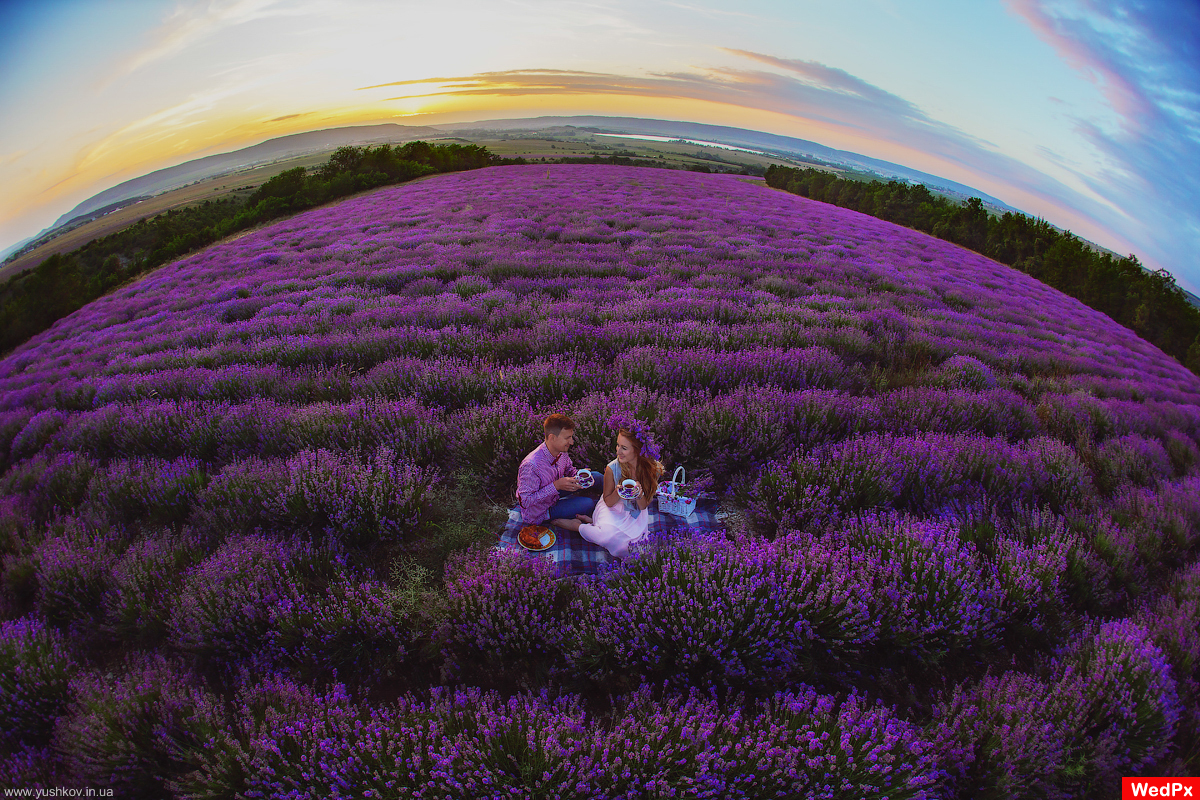 Love Story in Crimea. Lavender field.